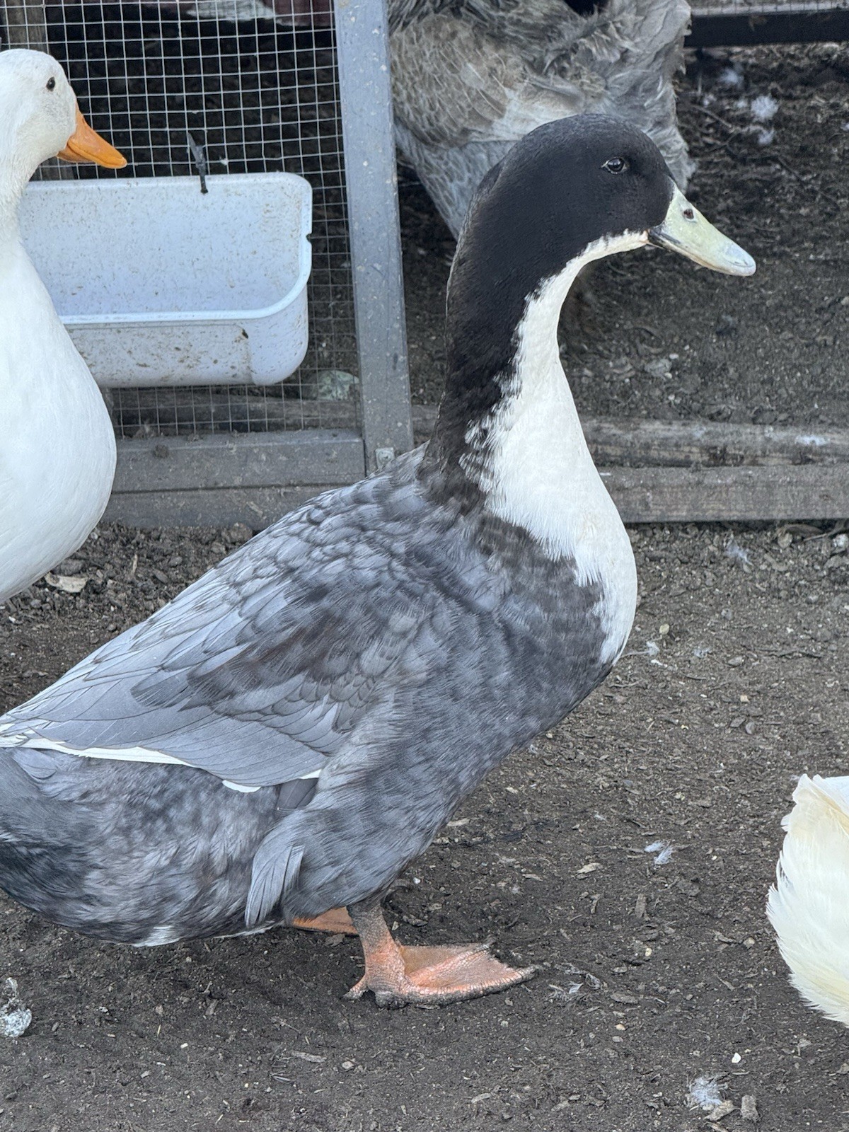 Pekin And Blue Swedish Duck Eggs