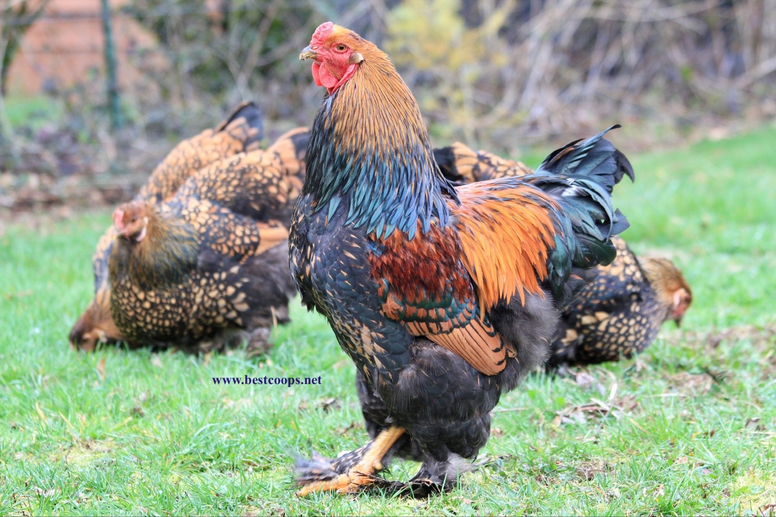 10+ Gold Laced Brahma Fertile Chicken Hatching Eggs Gentle Large Breed