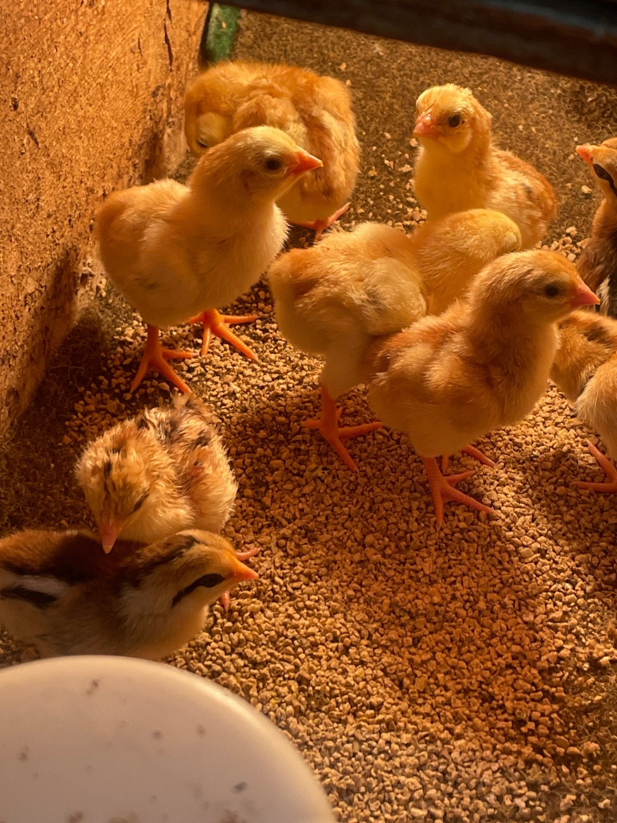 7 FRESH Indio Gigante Hatching Eggs shipped either USPS or 2 Day FedEx