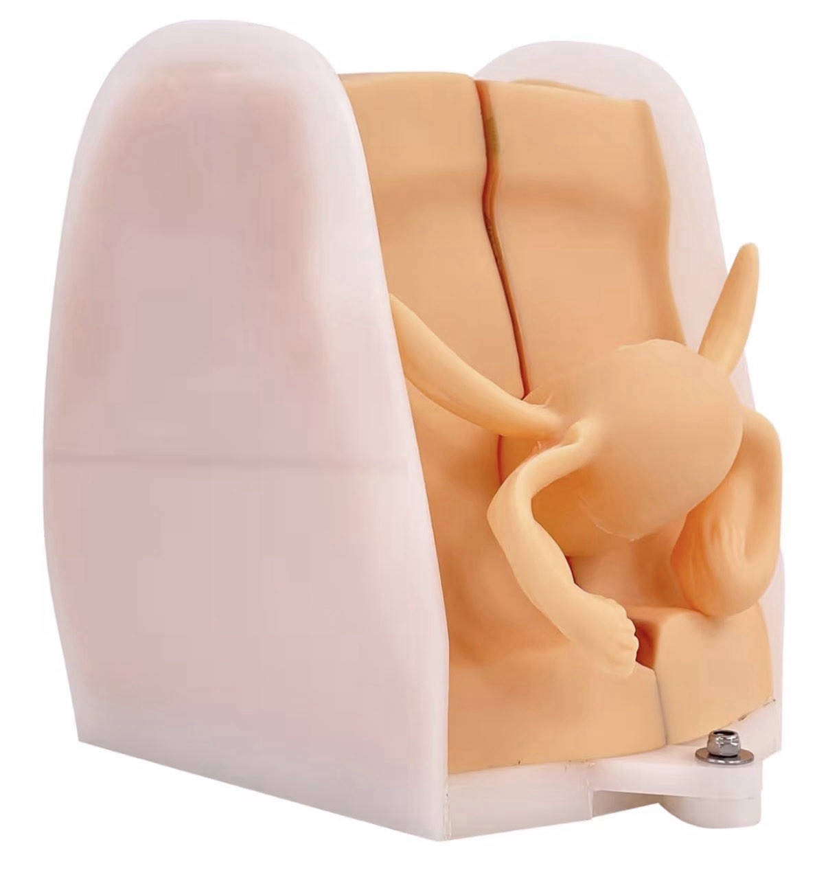 JNMFTD Anatomicals Female Reproductive Contraception Model 5.5″x7.8″, 3.2 lbs