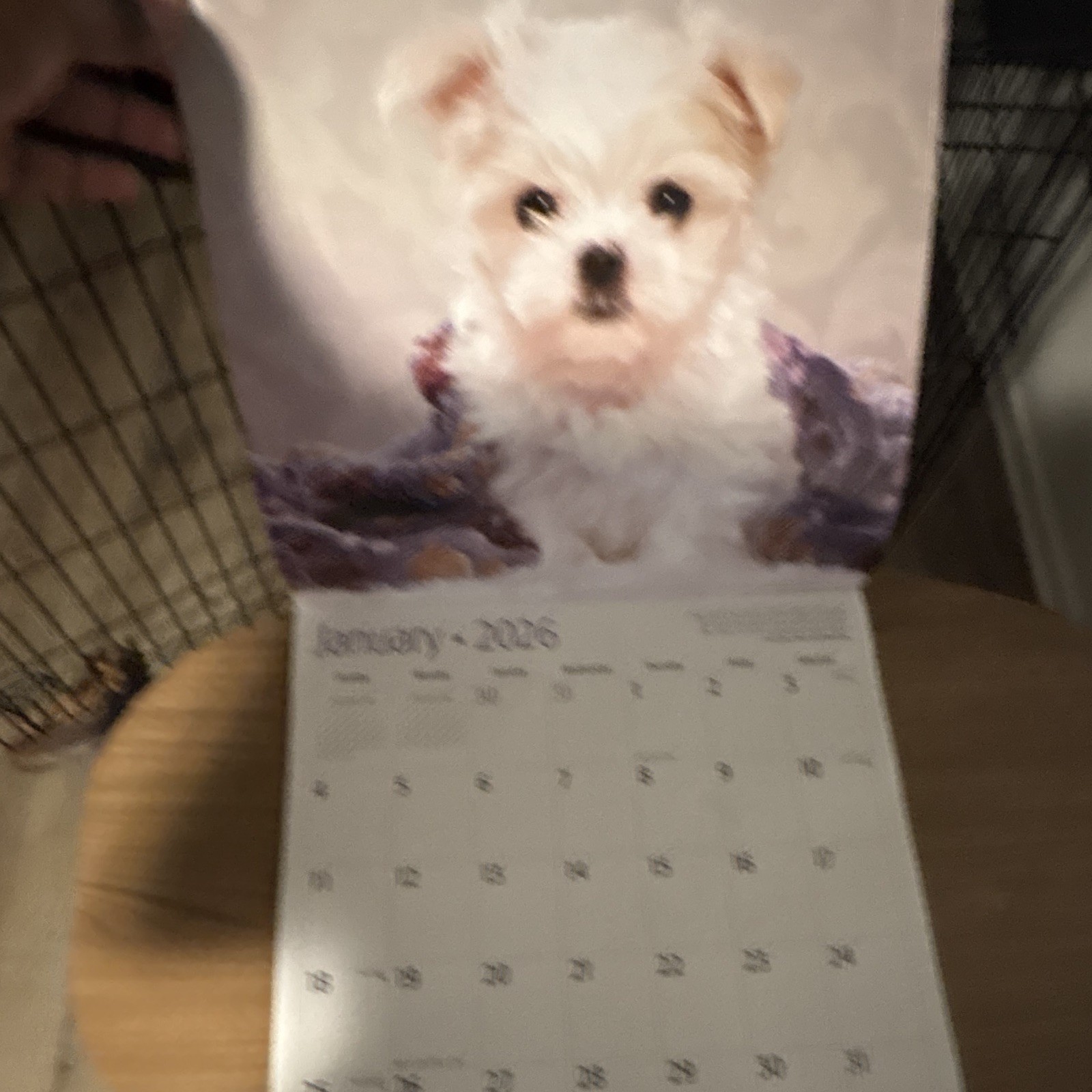 Red Ember Maltese Puppies Wall Calendar 2026 12-Month Calendar