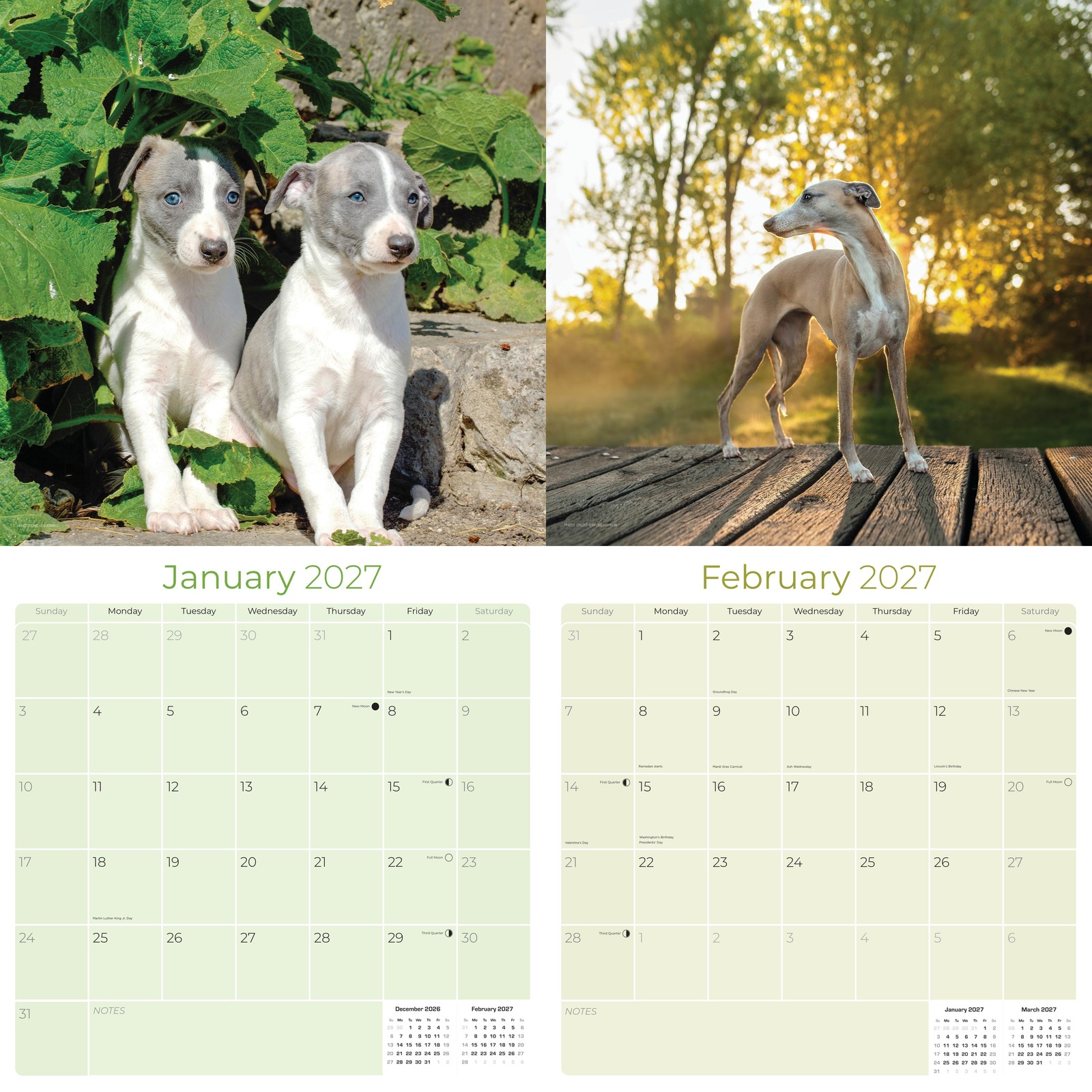 Whippet Dog Breed Calendar 2024 FULL SIZE 12×24 Made in USA