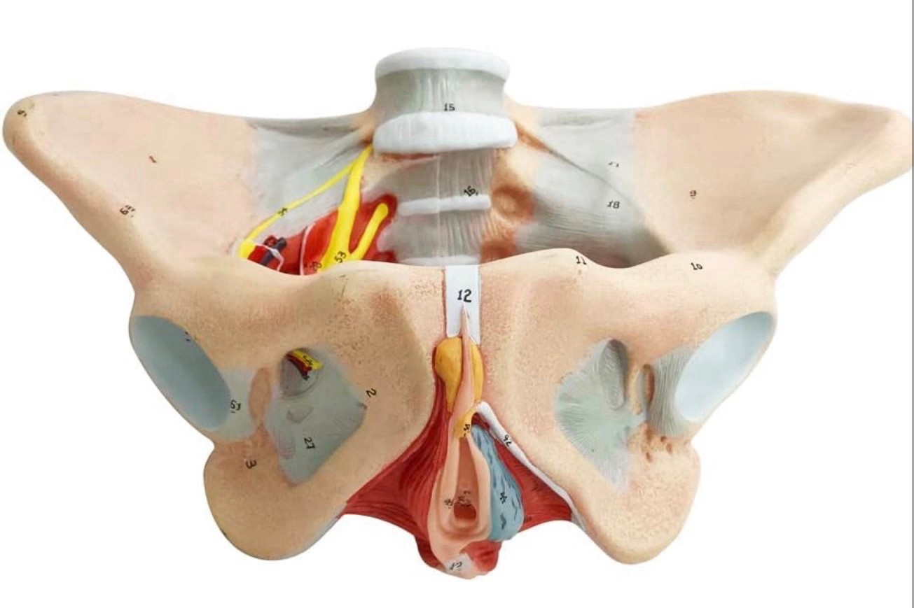 Female Pelvis Model with Pelvic Floor Muscles Perineal Model All in One Female