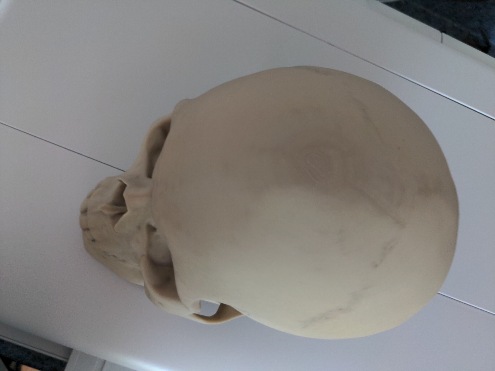 Anatomically Correct Human Skull 3d Printed!