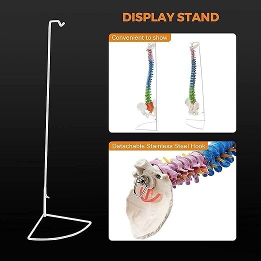 Vertebral Column Flexible Spine Model, Didactic Painted. ZX-S105P