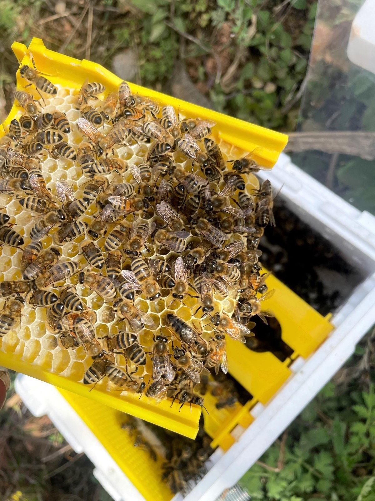Mini Mating Nuc Box Queen Breeding Box Beekeeping Equipment Foam Queen Rearing H