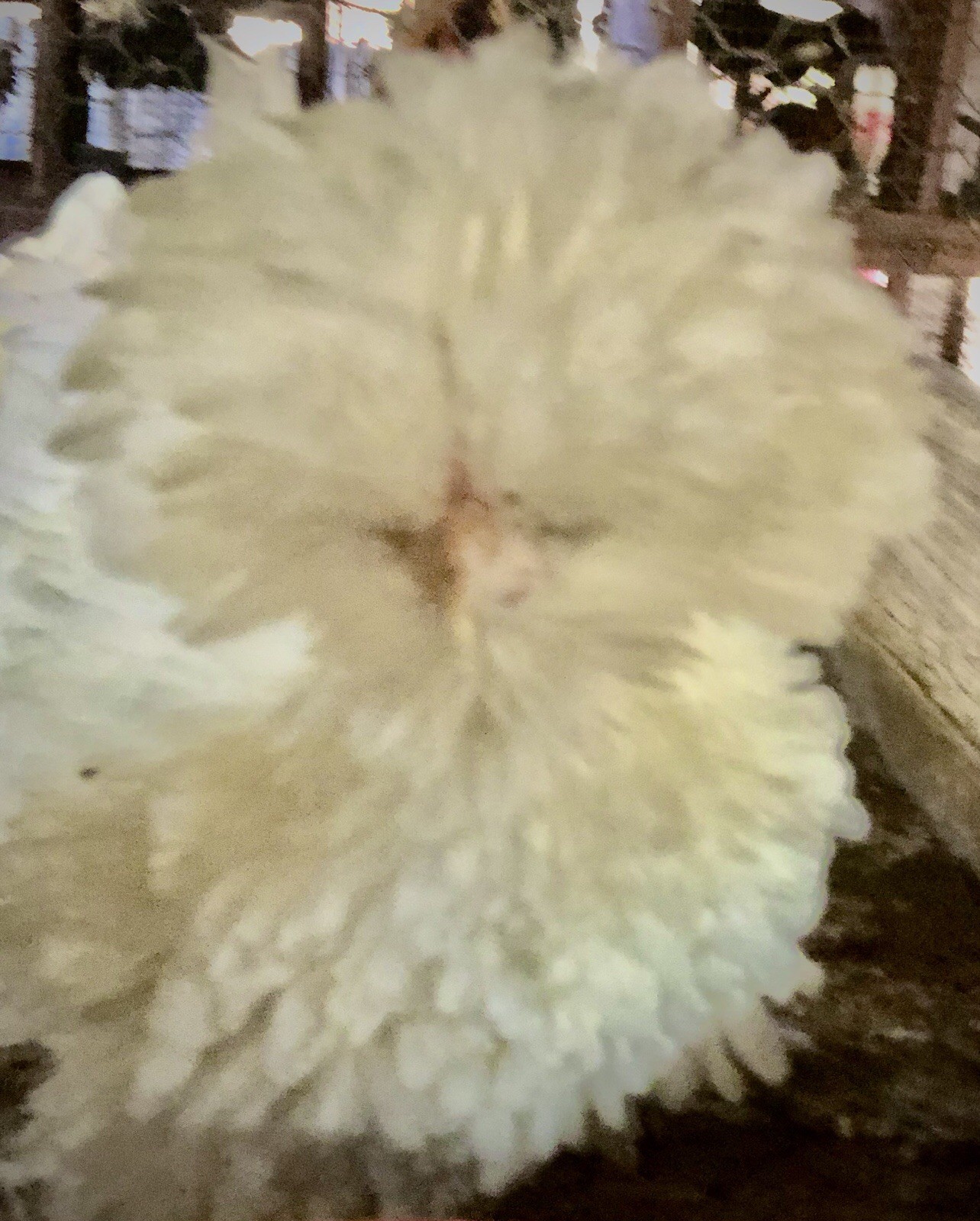 Several Varieties Polish Frizzle Hatching Eggs 15+NPIP