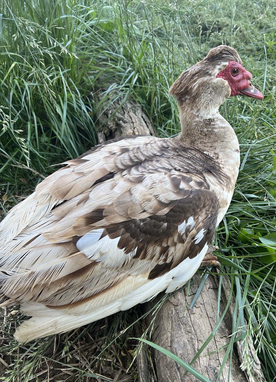 12+ Purebred Fertile Muscovy Duck Hatching Eggs (Rare Colors)