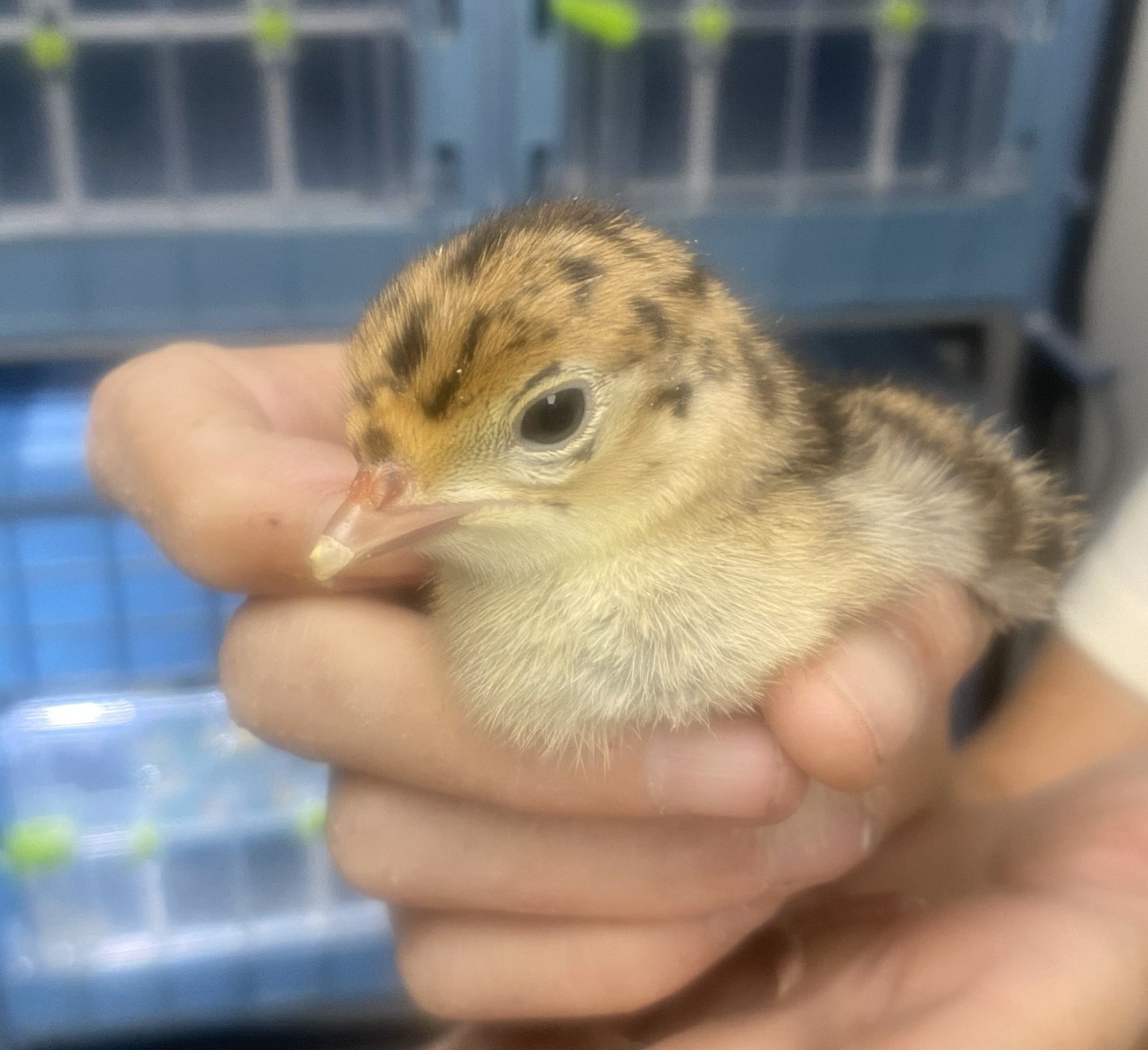 Osceola Hybrid Turkey Hatching Eggs (One Dozen)