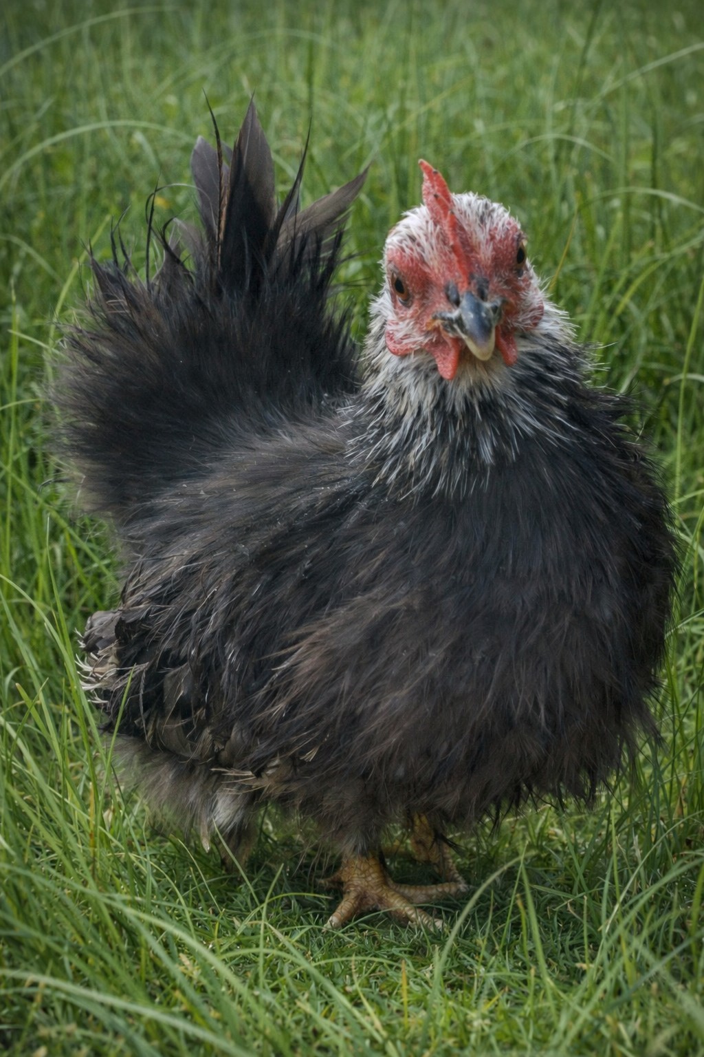 2+1 Micro & Size A & B 100% Pure Serama Hatching Eggs Malaysian And Traditional