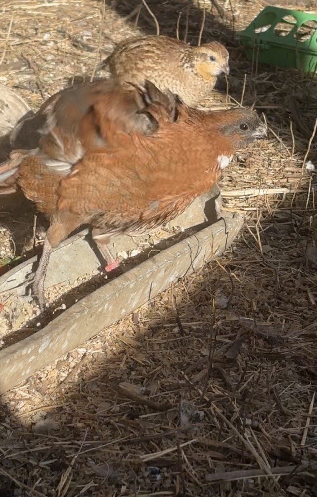 24+ Mixed Bobwhite Hatching Eggs
