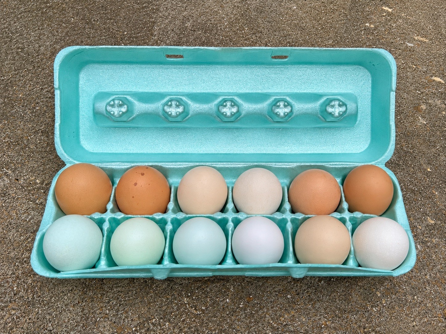 🌈 12 Rainbow Egger Hatching Eggs – Rare Breeds, Colorful Eggs + Chicks