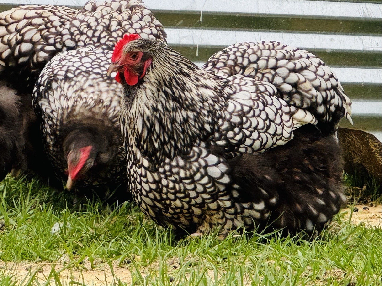 1 Black Silver Laced English Orpington Chicken Hatching Egg