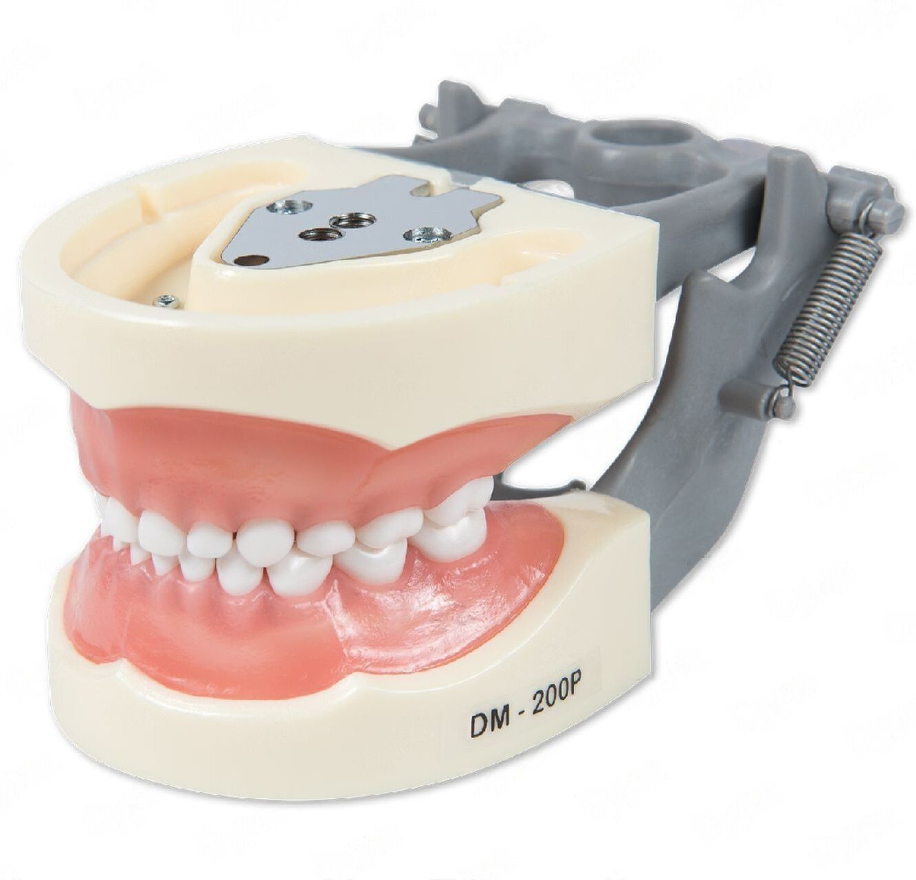 DENTAL TYPODONT PEDIATRIC MODEL COMPATIBLE WITH NISSIN TEETH (24 teeth) 200P
