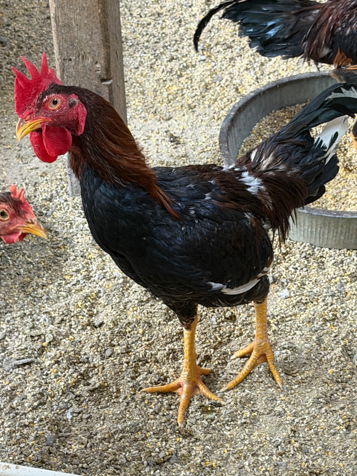 7 FRESH Indio Gigante Hatching Eggs shipped either USPS or 2 Day FedEx