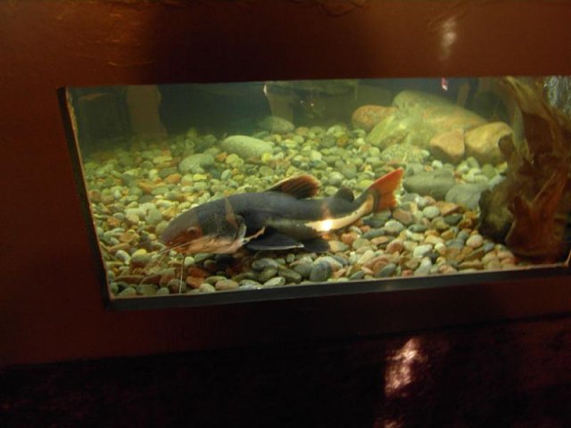 AQUARIUM SAFE EPOXY RESIN REPAIR BUILD 4 COATING & FIBERGLASSING WOOD SEALING