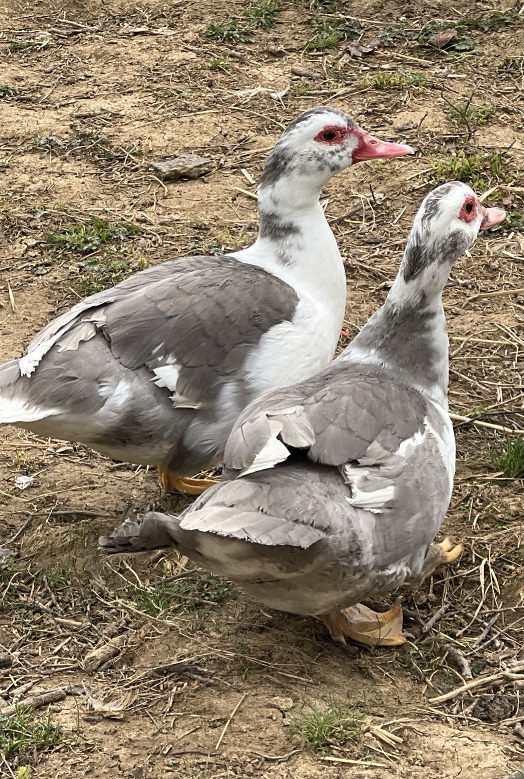 12+ Purebred Fertile Muscovy Duck Hatching Eggs (Rare Colors)