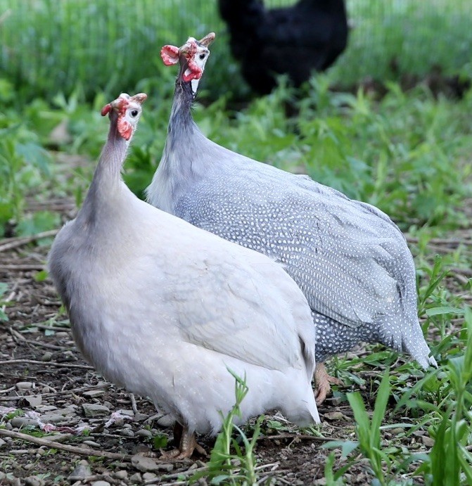 10++ NPIP Guinea Hen Hatching Eggs – Assorted Colors – Read Description