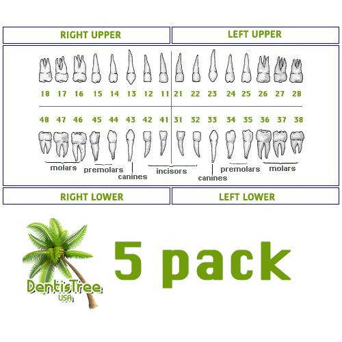 Replacement Teeth Typodont 860 (5 pack) Compatible With Columbia Brand