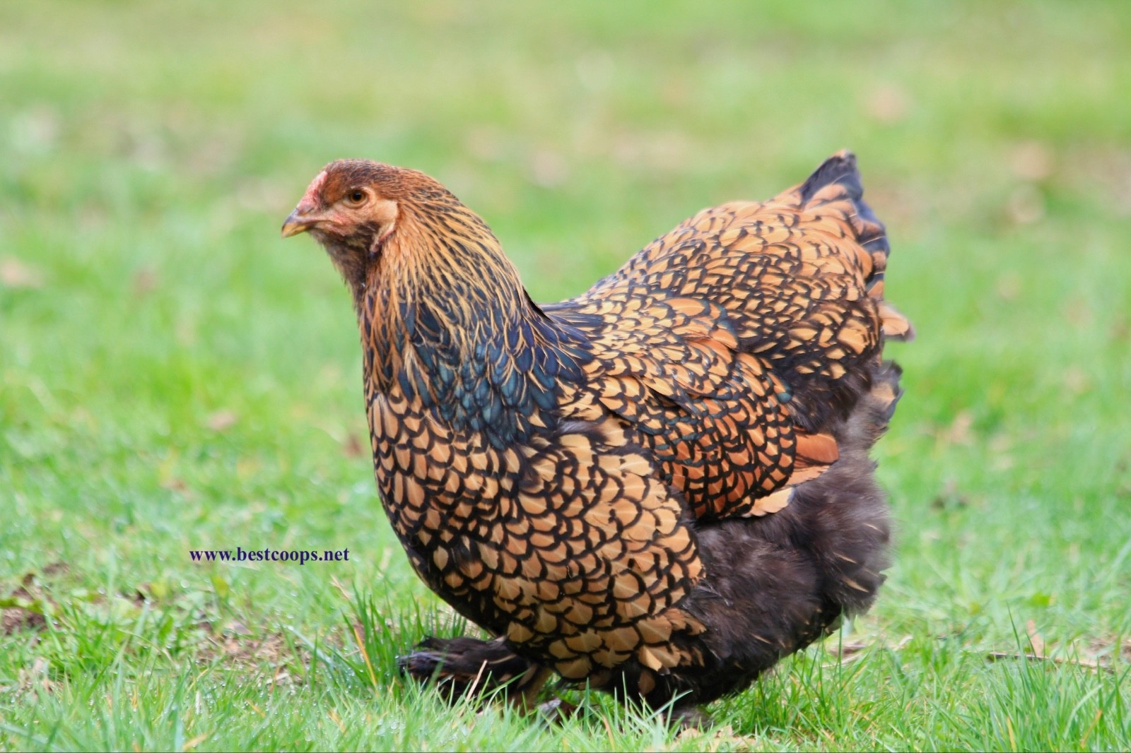 10+ Gold Laced Brahma Fertile Chicken Hatching Eggs Gentle Large Breed
