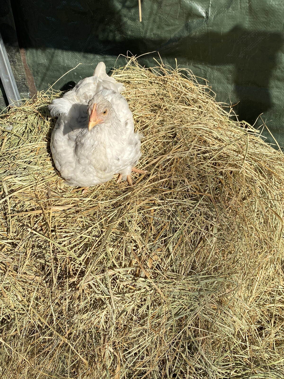 10+ Rare Breed Chicken Fertile Hatching Eggs Orpington, Cochin, Sweddish Flower