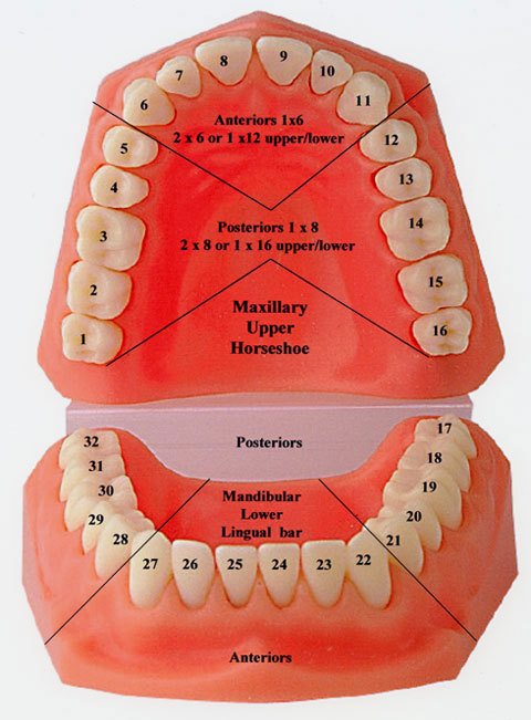 #6 Upper Right Cuspid tooth – Dental Polycarbonate Temporary Crowns 7 sizes