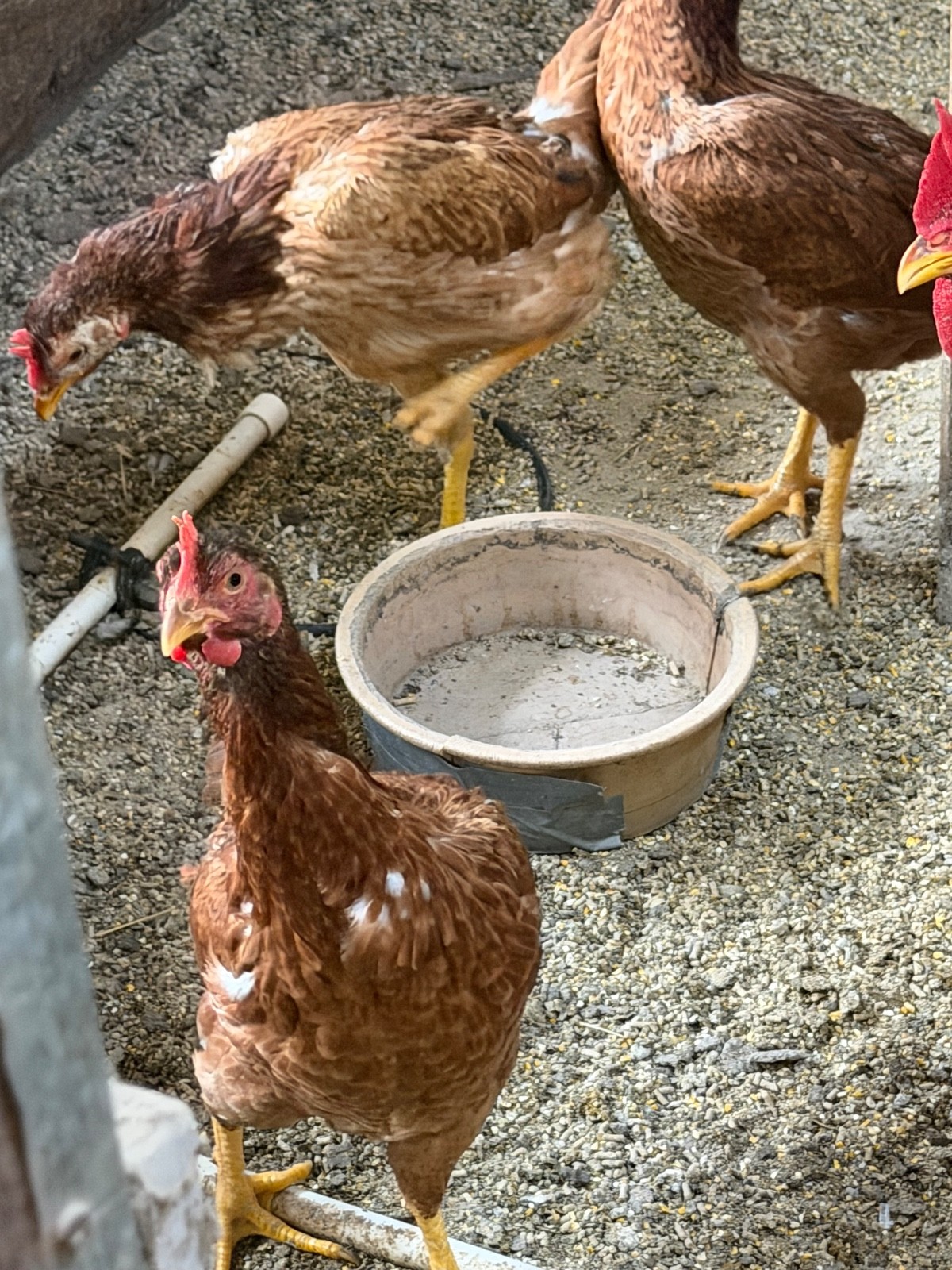 7 FRESH Indio Gigante Hatching Eggs shipped either USPS or 2 Day FedEx