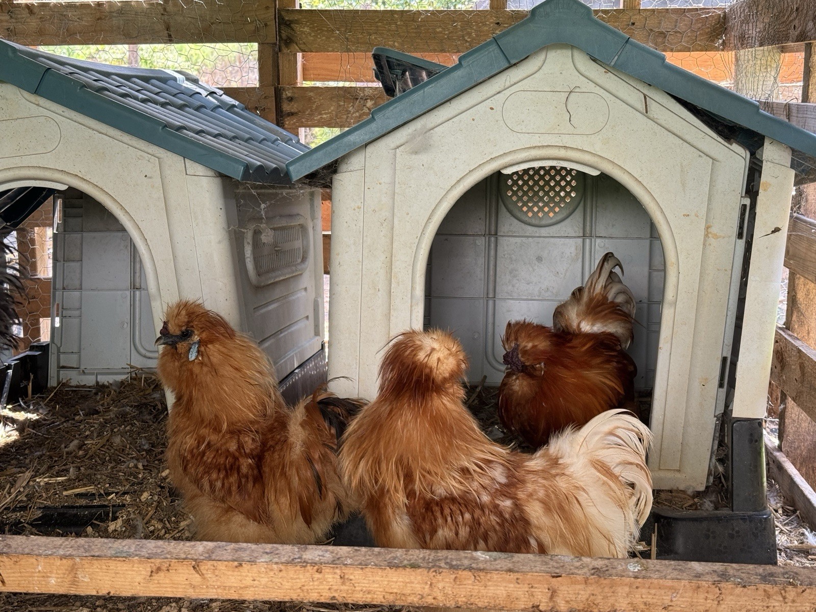 6+ Silky Fertile hatching chicken Eggs-mixed Colors (black, White, Red, Choc)