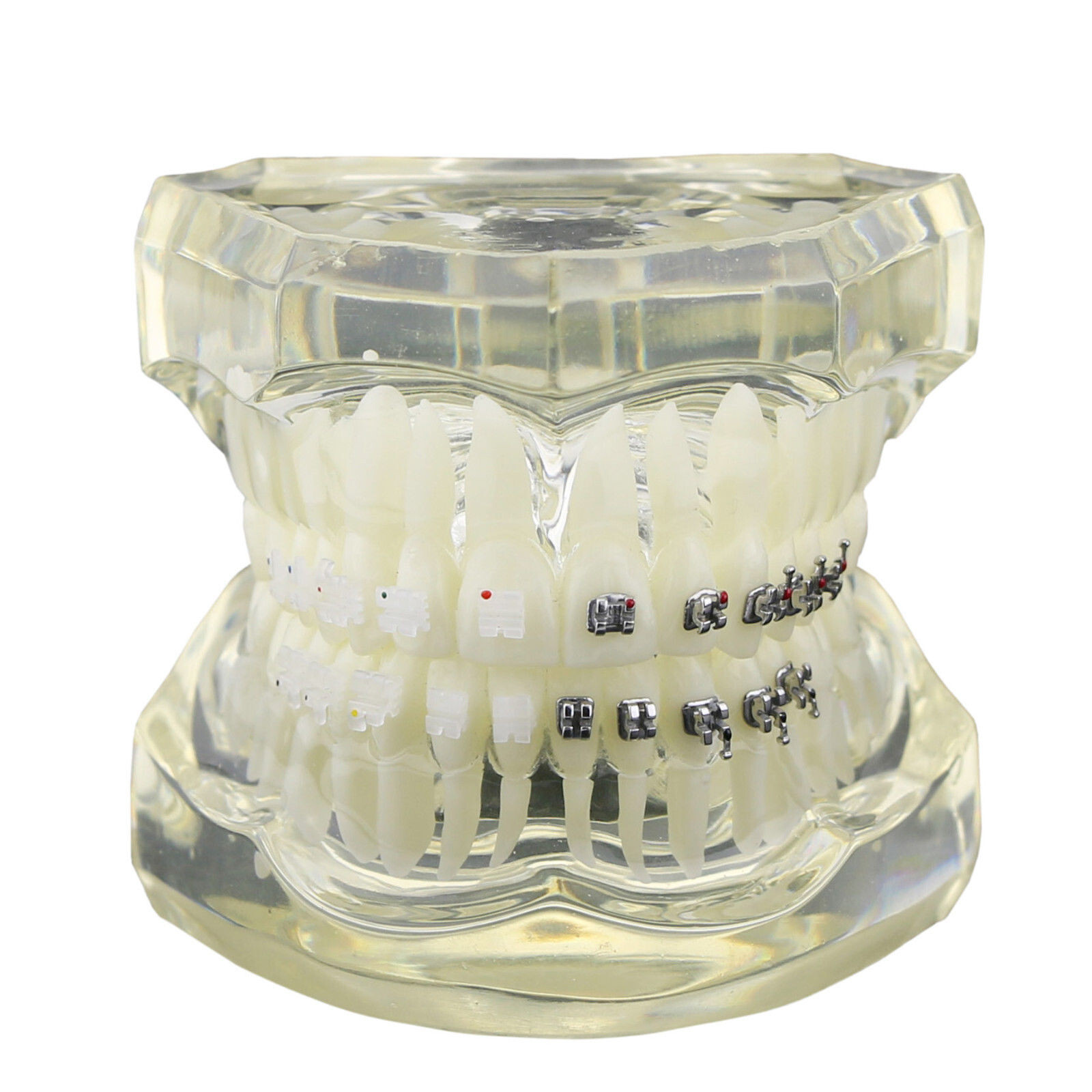Dental High Quality Material Transparent 3003 Teeth Models With Metal Ceramic