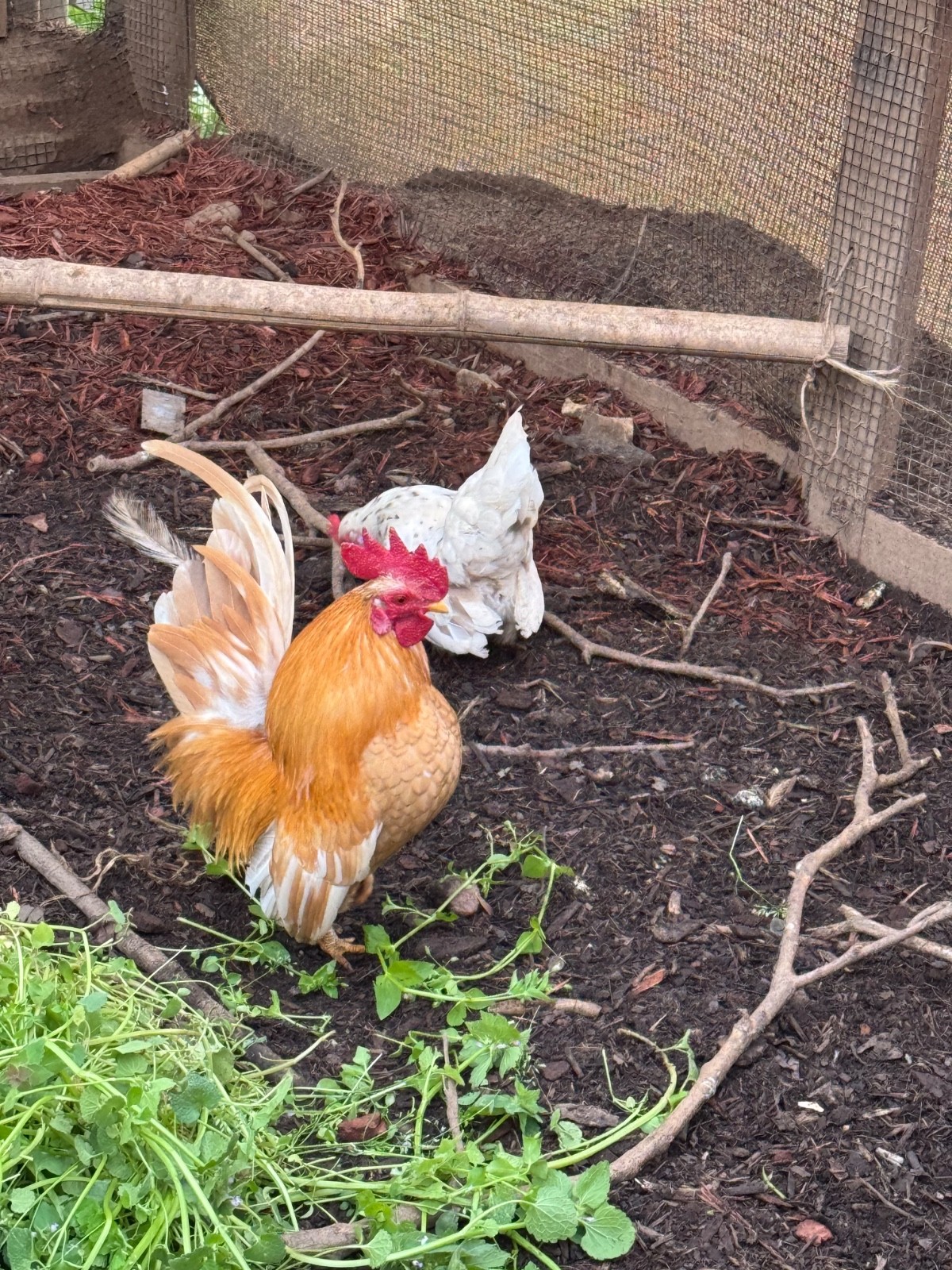 6 + small Show Quality Serama chicken Hatching Eggs