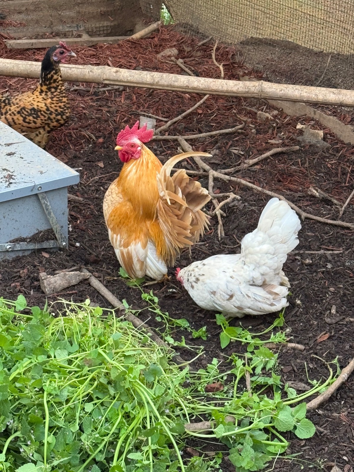 6 + small Show Quality Serama chicken Hatching Eggs