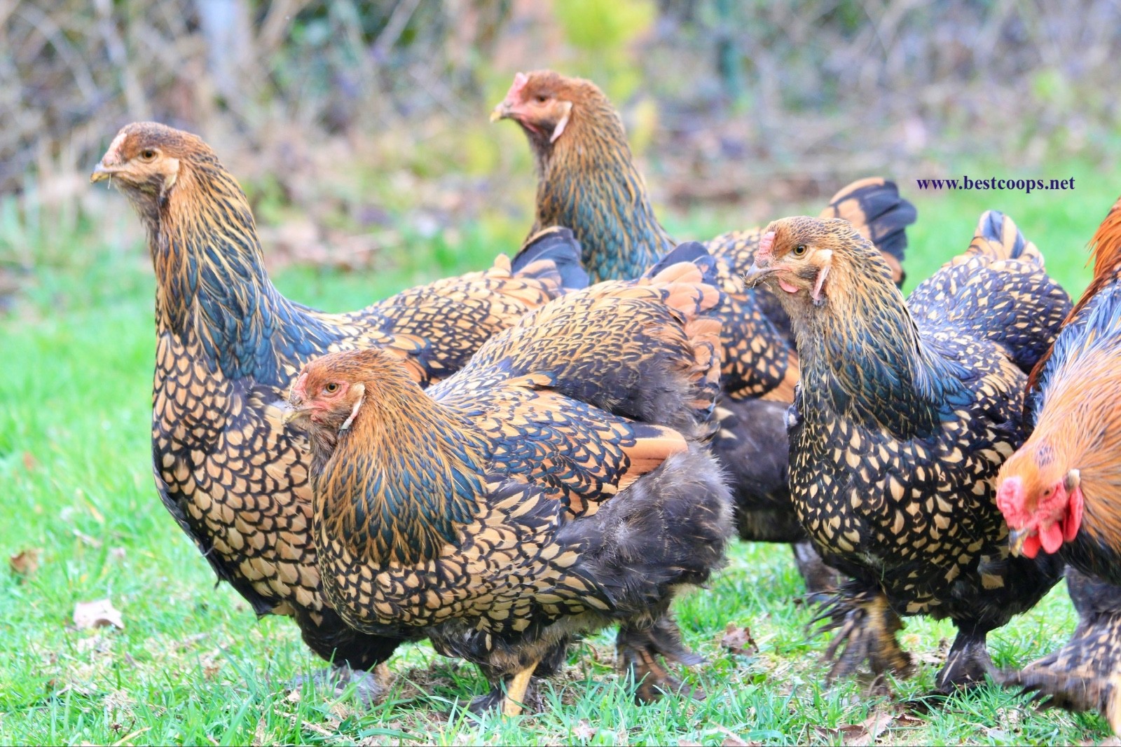 10+ Gold Laced Brahma Fertile Chicken Hatching Eggs Gentle Large Breed