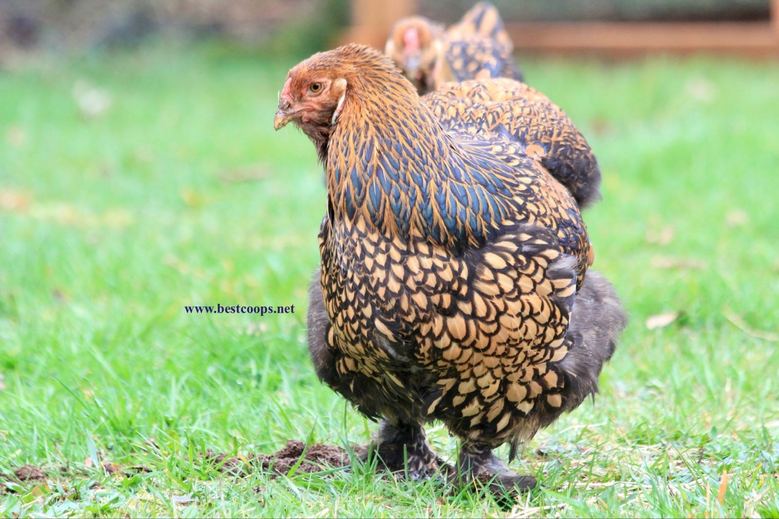 10+ Gold Laced Brahma Fertile Chicken Hatching Eggs Gentle Large Breed