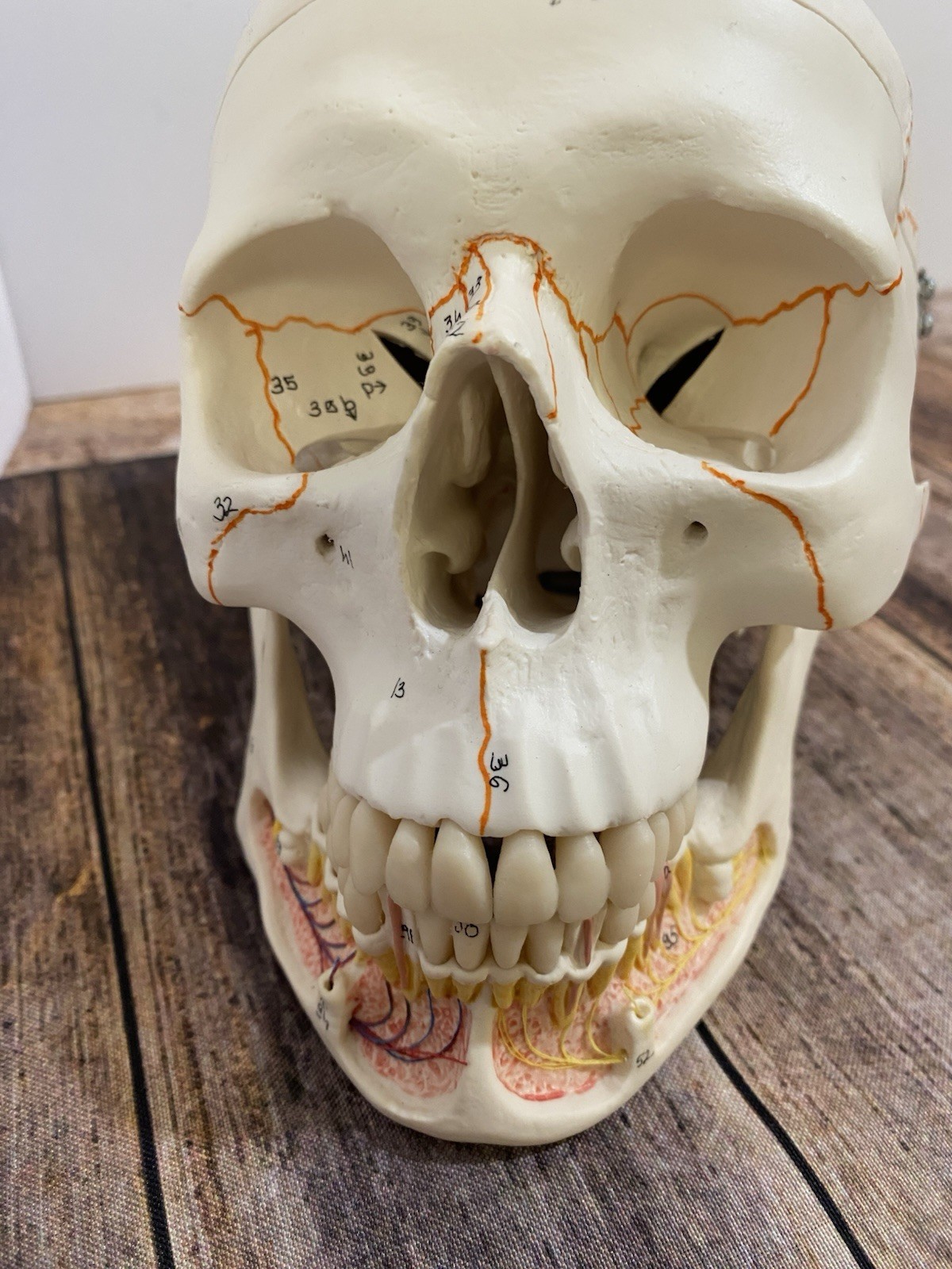 3B Scientific Classic Human Skull Model Opened Detachable Lower Jaw 3 Part