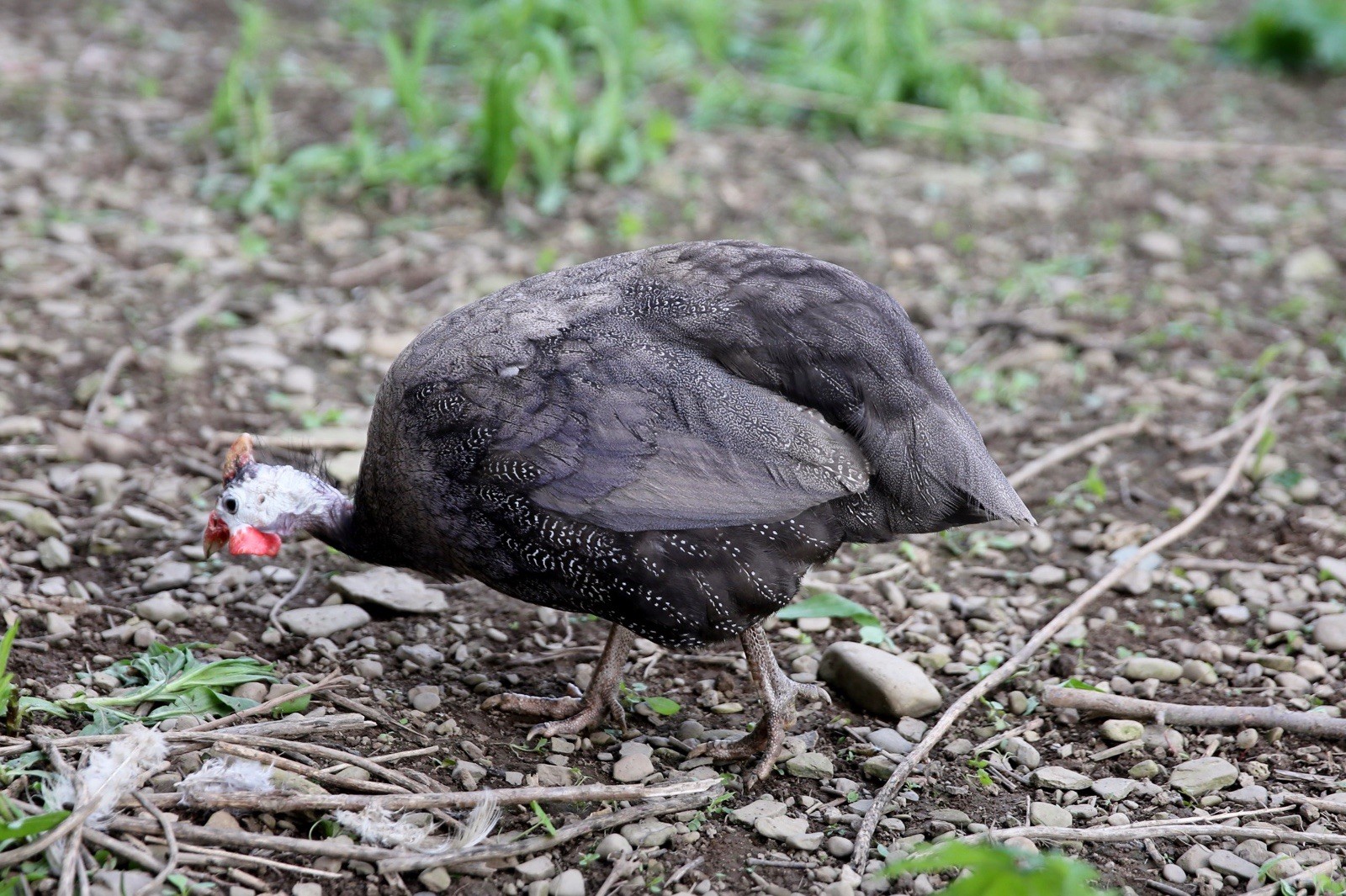 10++ NPIP Guinea Hen Hatching Eggs – Assorted Colors – Read Description