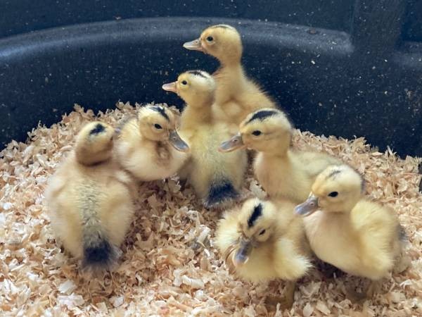 10+2 Silver Appleyard Duck Hatching Eggs Through Darling Farm.
