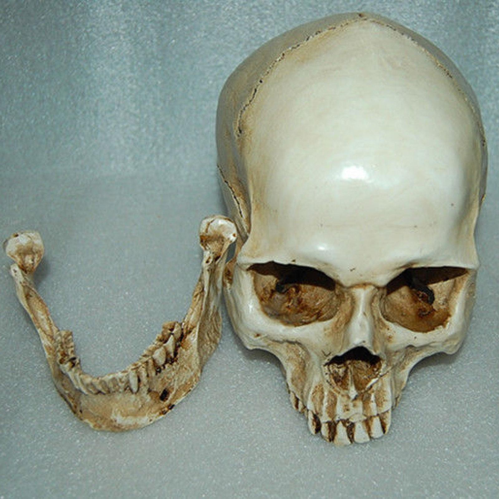 Resin Replica 1:1 Life Human Anatomy Skull Collectable Bar Decoration Teaching