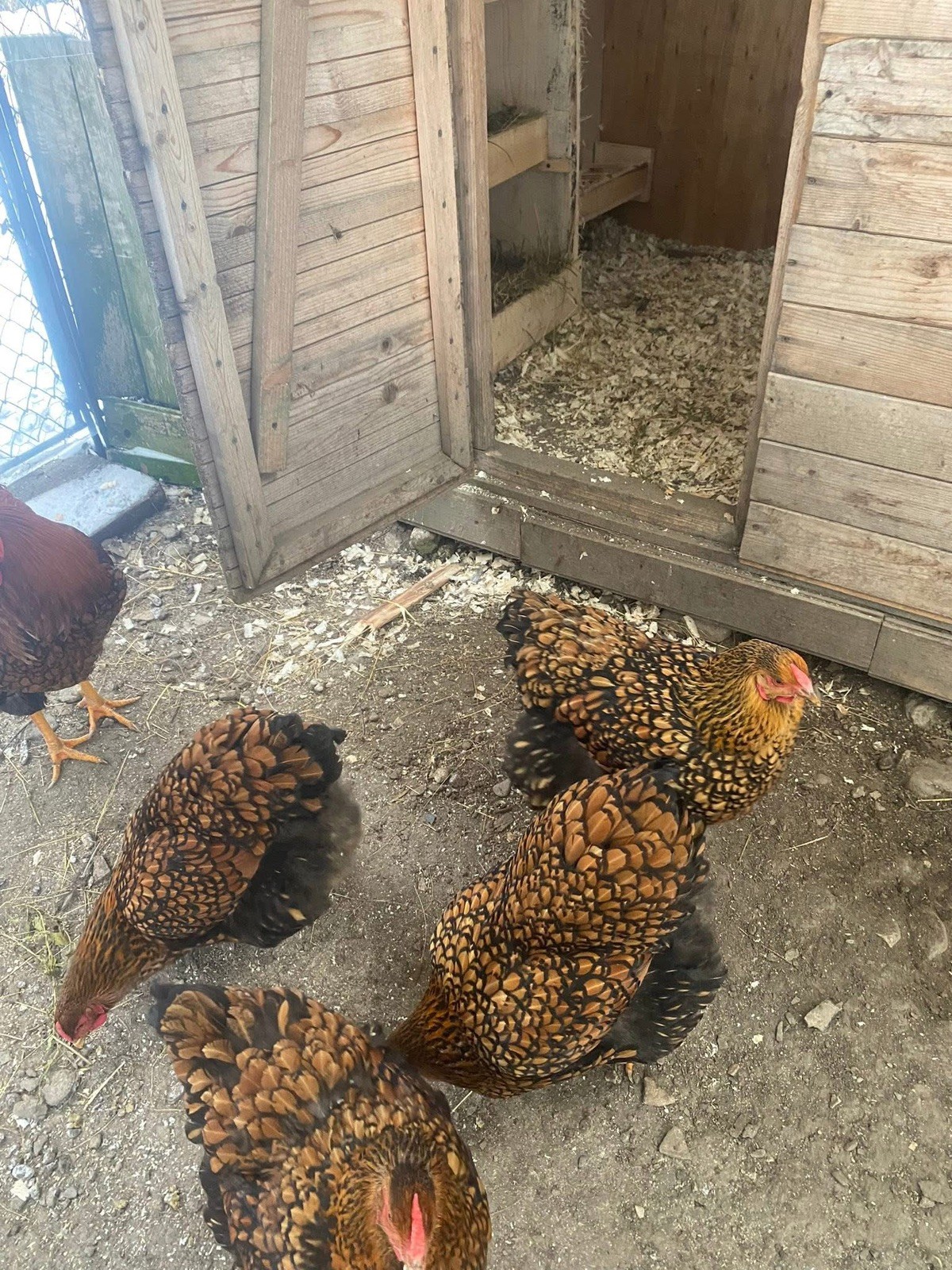 10+ Rare Breed Chicken Fertile Hatching Eggs Orpington, Cochin, Sweddish Flower