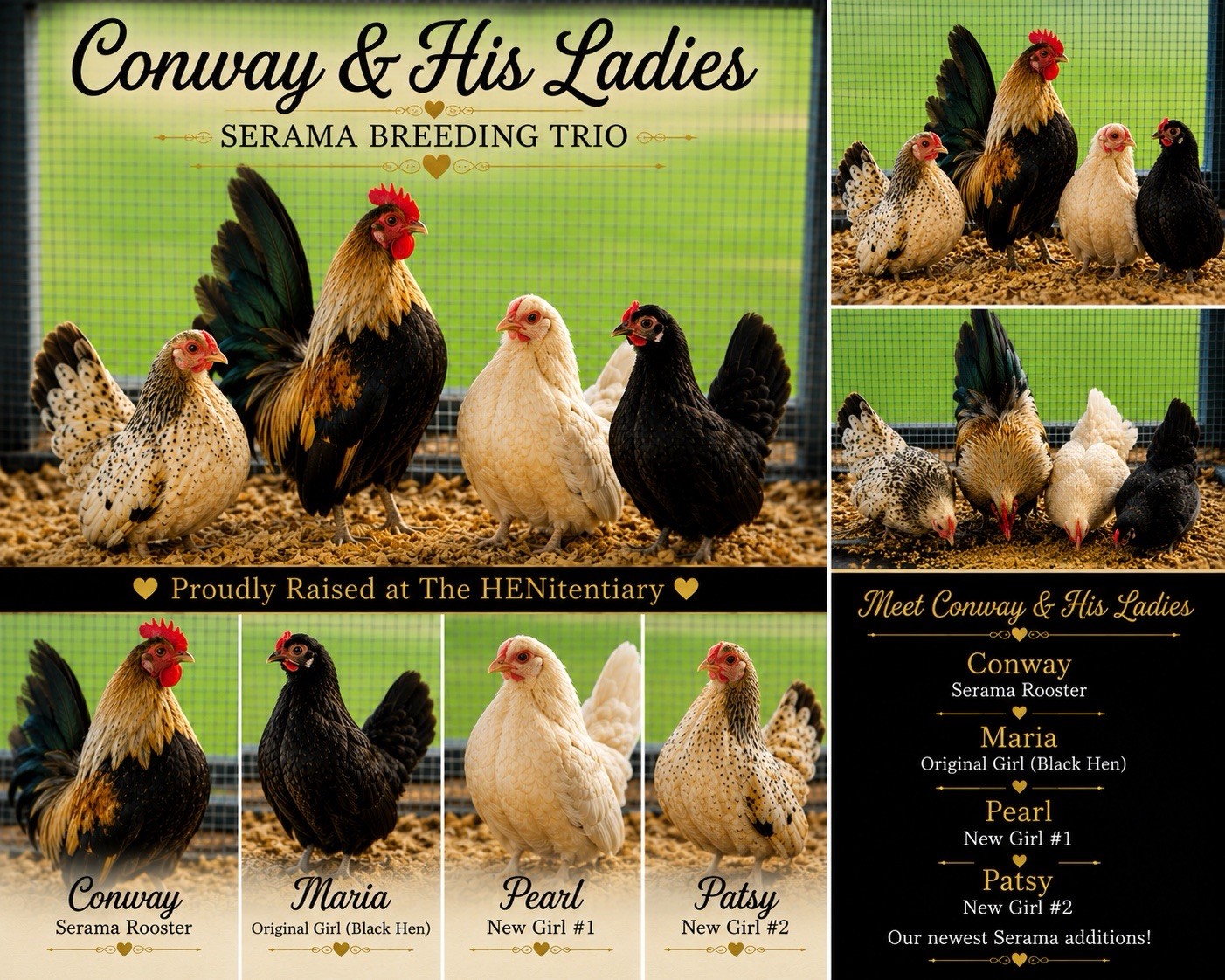 6 Purebred Serama Hatching Eggs | Fresh Fertile Mixed Colors