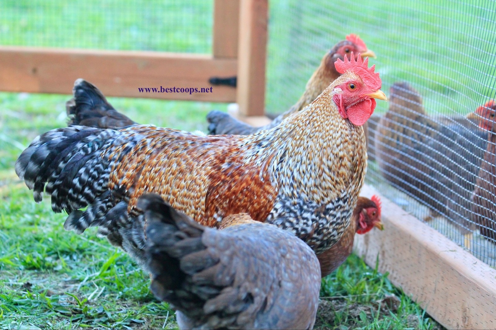 6+ Fertile Bantam Bielefelder Chicken Hatching Eggs