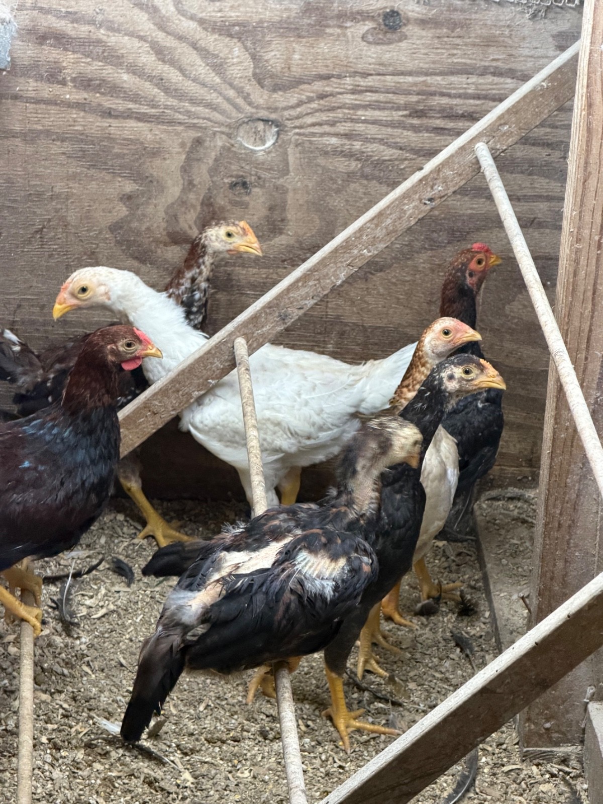 7 FRESH Indio Gigante Hatching Eggs shipped either USPS or 2 Day FedEx