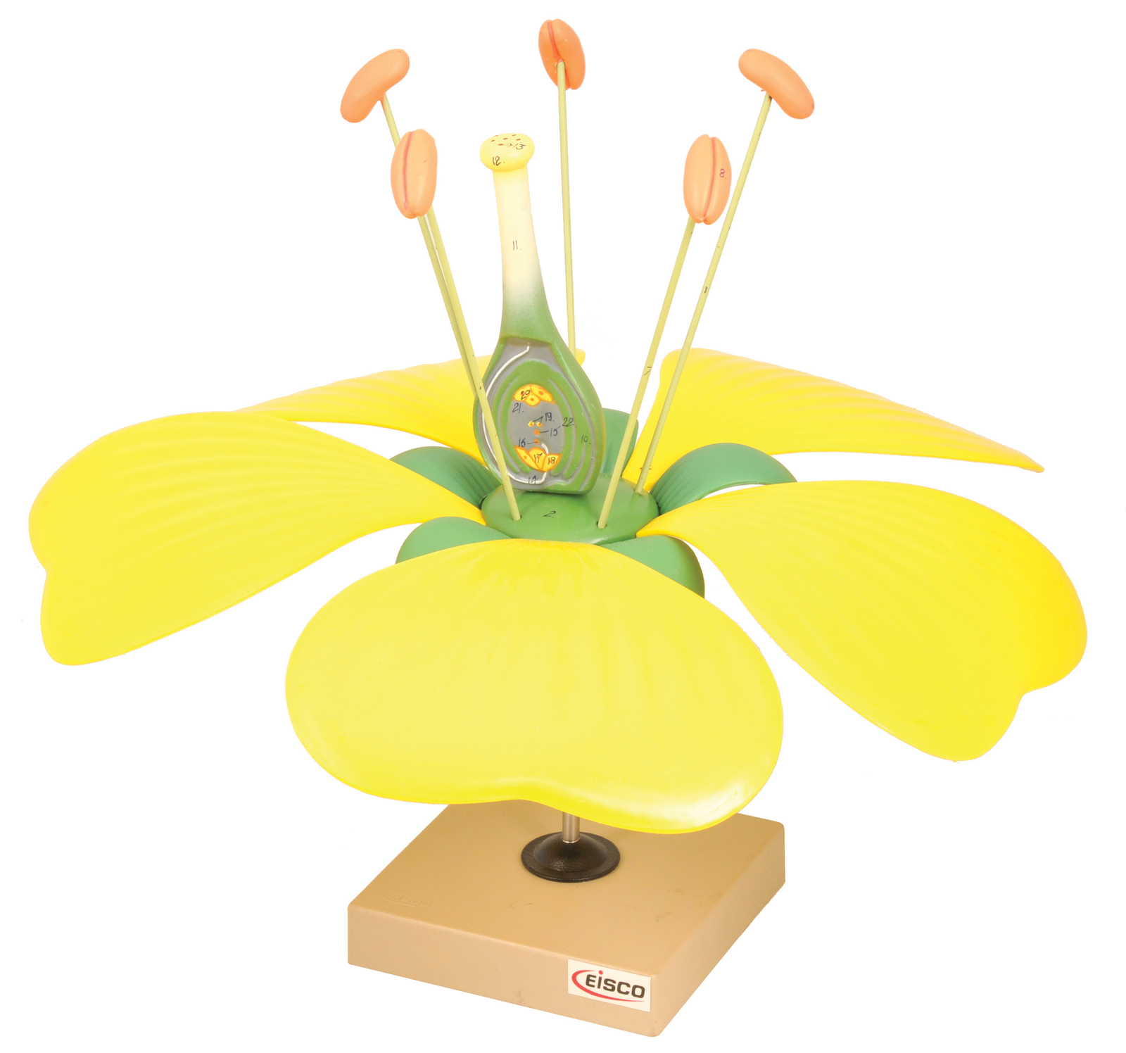 Eisco Labs Model Typical Flower