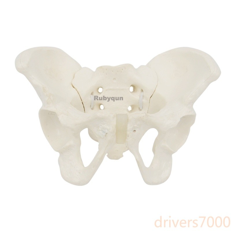 Mini Flexible Female Pelvis Model on Elastic, Mini Size Pelvic Skeleton Model