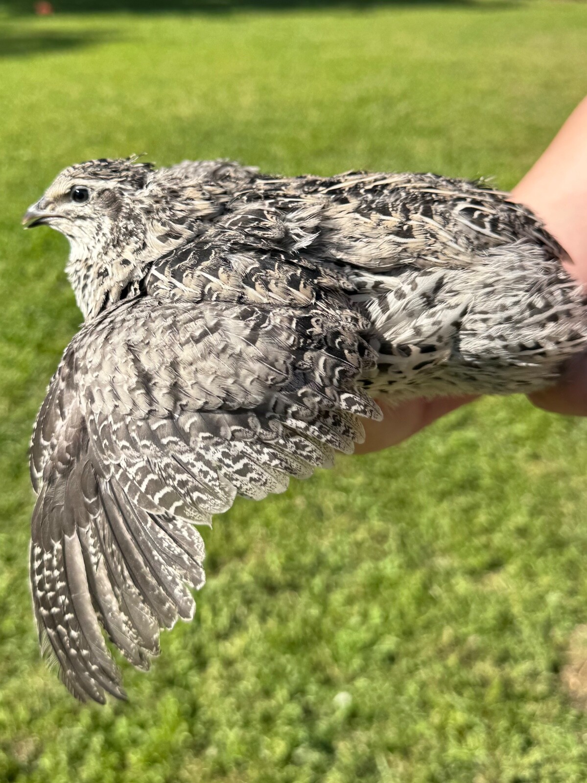 15+ RARE COLORS Coturnix Quail Hatching Eggs NPIP AI Free