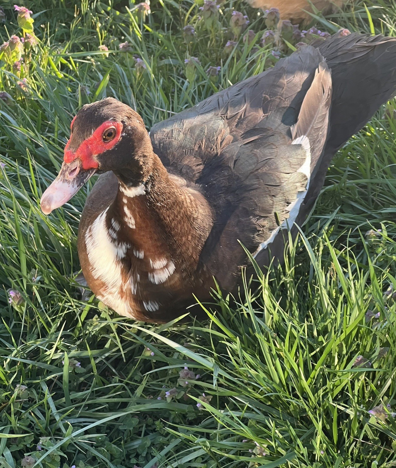 12+ Purebred Fertile Muscovy Duck Hatching Eggs (Rare Colors)