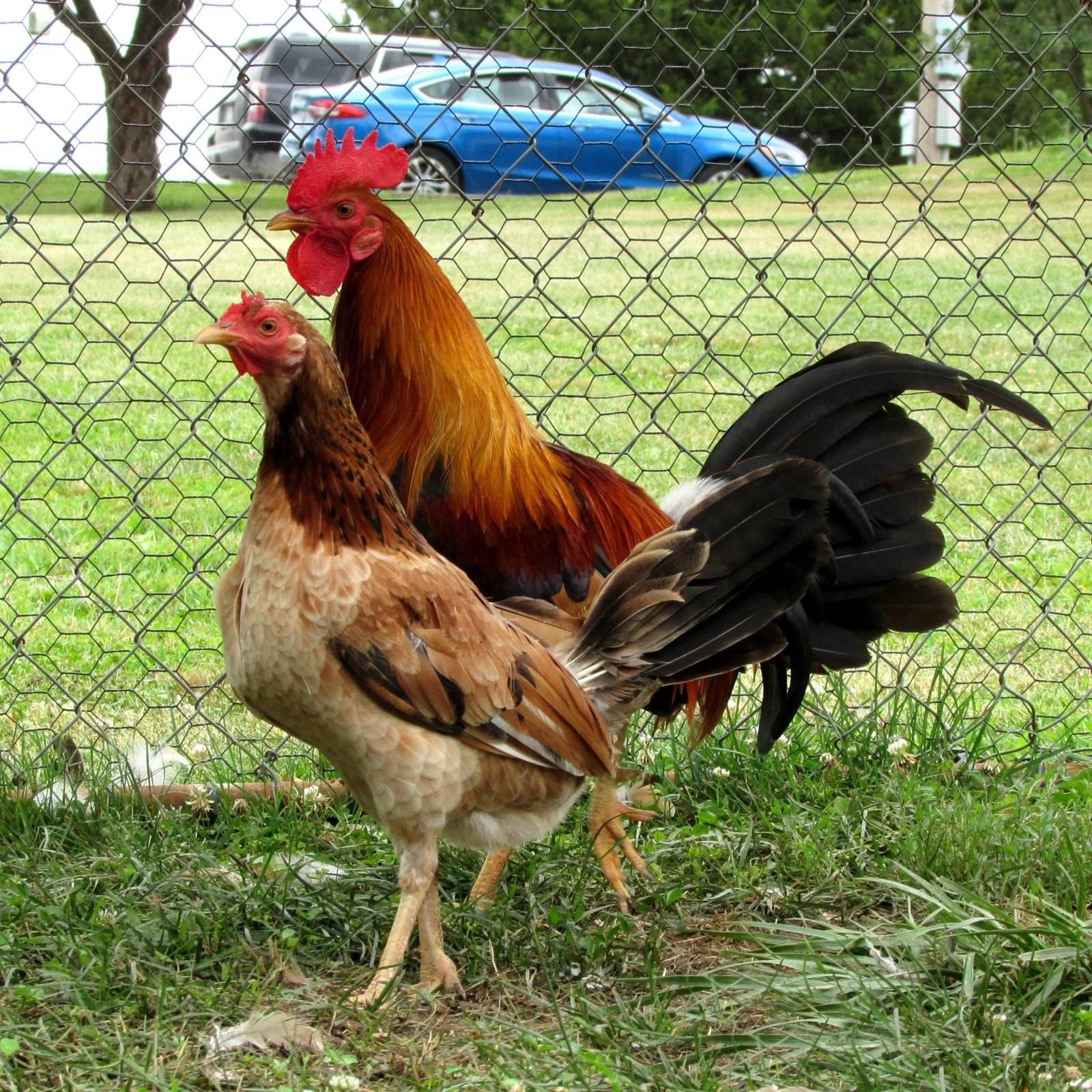 7pk Radio Hatching Eggs from Pinnon Hatch Farms