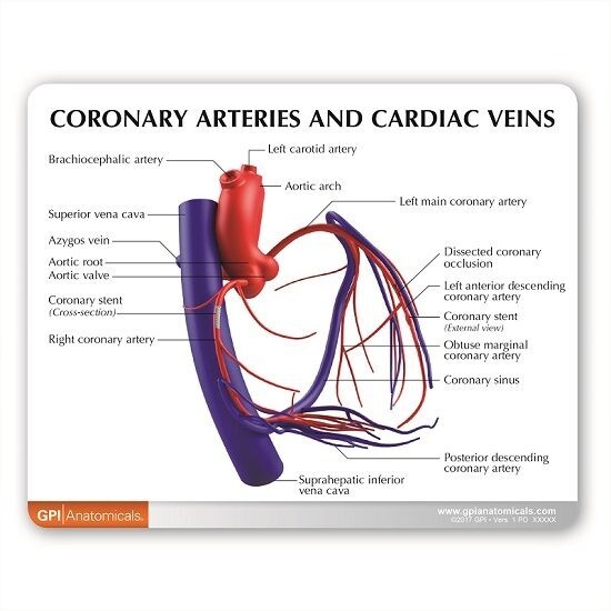 Coronary Arteries Cardiac Veins GPI Model LFA #2575. Make an Offer! SEE VIDEO