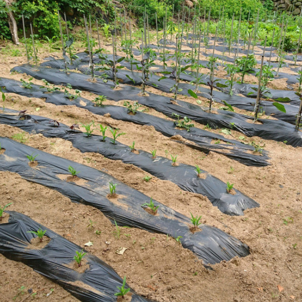 Farm Plastic Supply – Poly Cover Black Polyethylene Plastic Sheeting