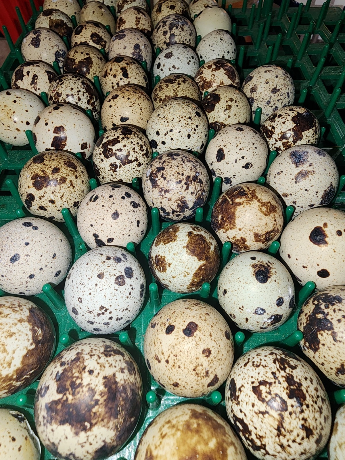 24 (2 dozen) quail hatching eggs coturnix mixed with jumbo all colors