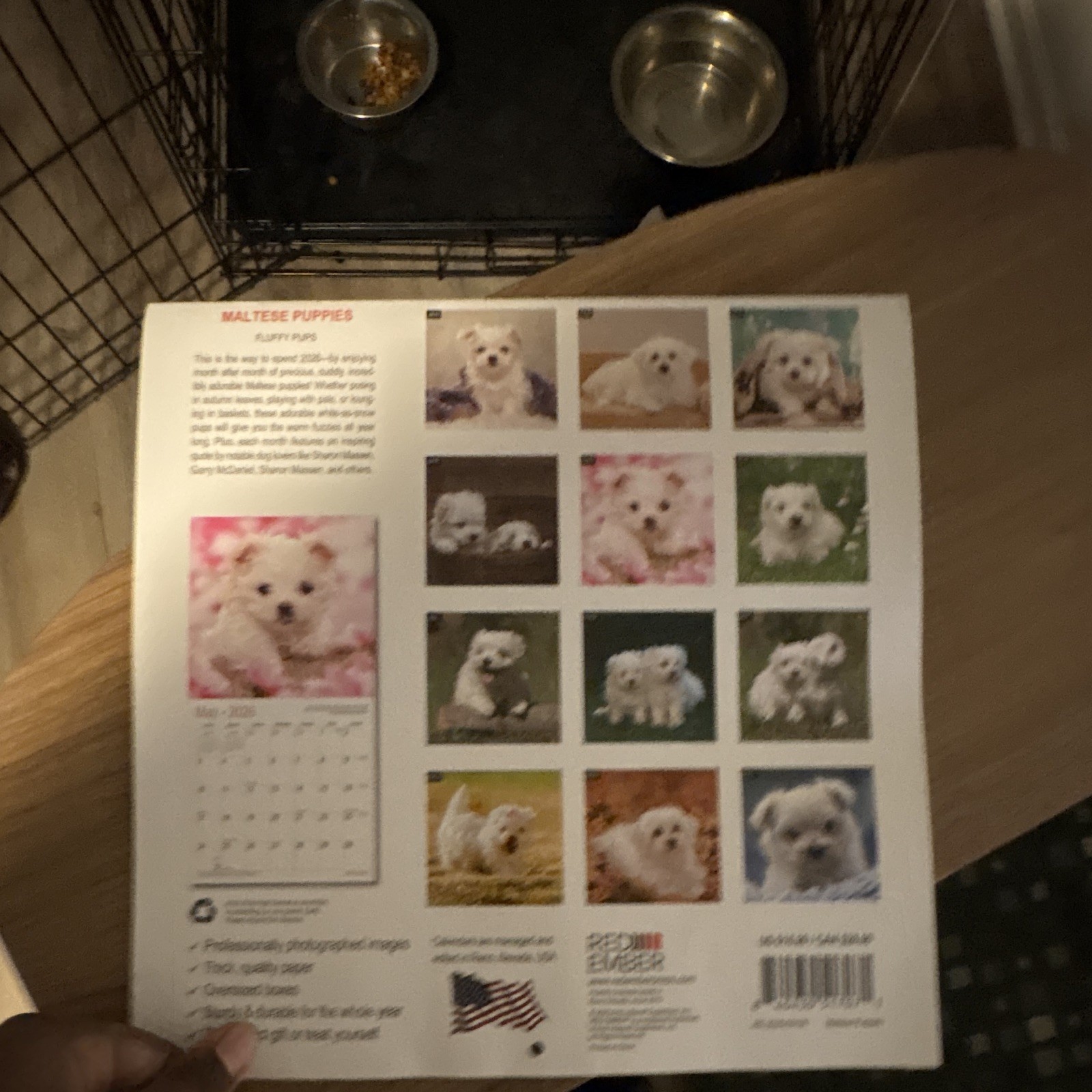 Red Ember Maltese Puppies Wall Calendar 2026 12-Month Calendar